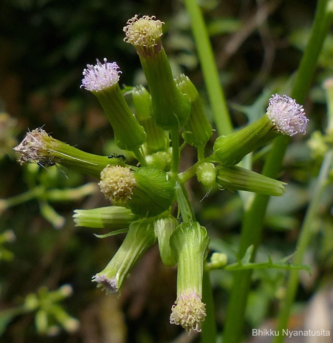 Erechtites valerianifolius (Link ex Spreng.) DC.